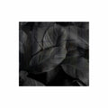 DECORATIVE GLASS WALL TILE 598MM X 650MM FEATHERS